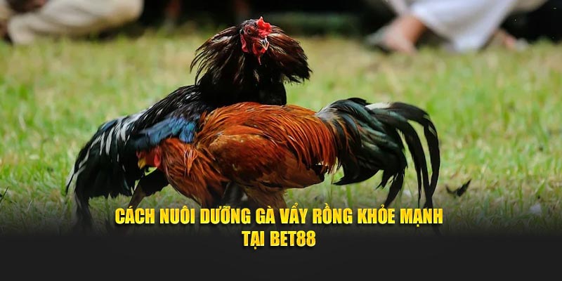Cách nuôi dưỡng gà vẩy rồng khỏe mạnh tại Bet88