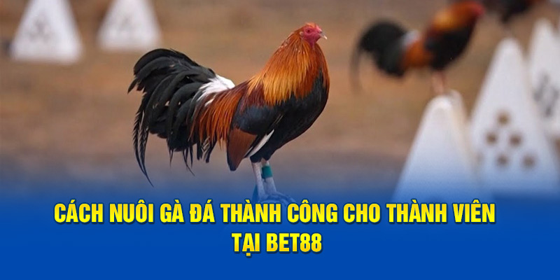 Cách Nuôi Gà Đá Thành Công Cho Thành Viên Tại BET88