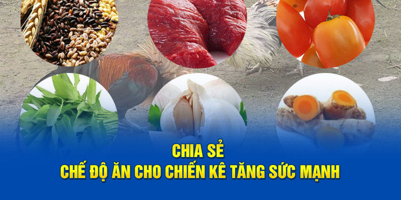 Chia sẻ chế độ ăn cho chiến kê tăng sức mạnh