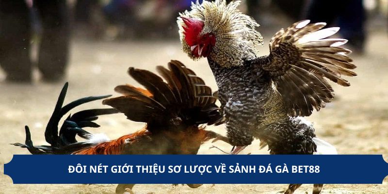 Đôi nét giới thiệu sơ lược về sảnh đá gà BET88