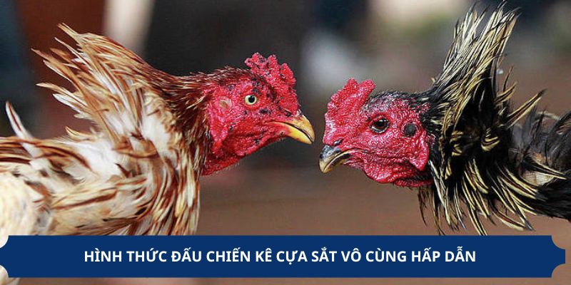 Hình thức đấu chiến kê cựa sắt vô cùng hấp dẫn