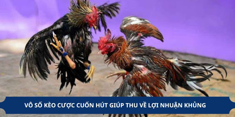 Vô số kèo cược cuốn hút giúp thu về lợi nhuận khủng