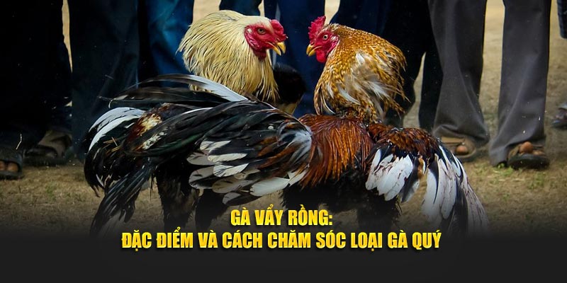 Gà Vẩy Rồng - BET88 Hướng Dẫn Cách Chăm Sóc Loại Gà Quý
