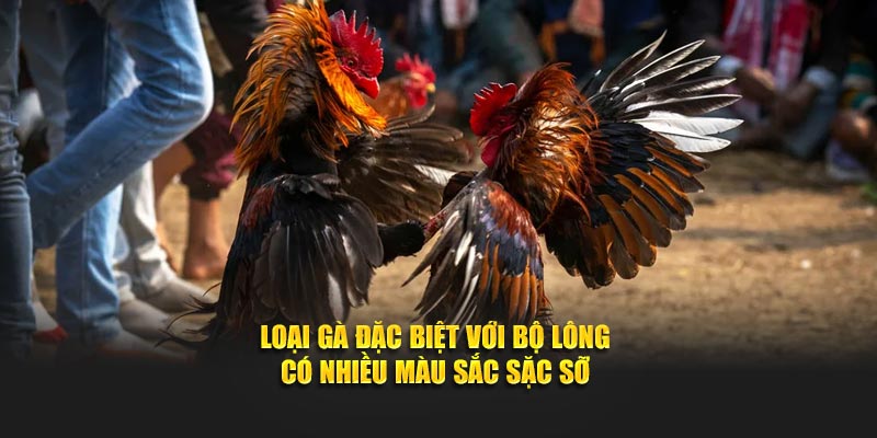 Loại gà đặc biệt với bộ lông có nhiều màu sắc sặc sỡ