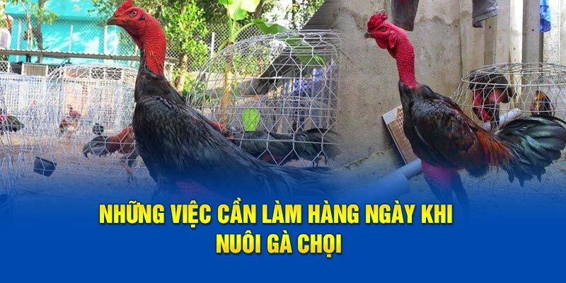 Những việc cần làm hàng ngày khi nuôi gà chọi