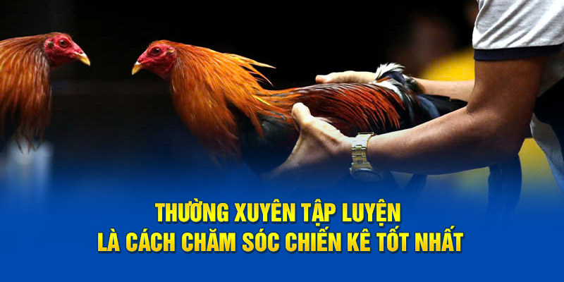 Thường xuyên tập luyện là cách chăm sóc chiến kê tốt nhất
